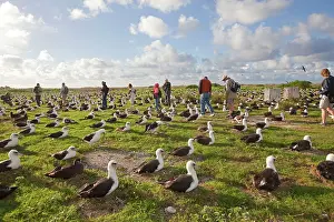 Watched: Laysan Albatross - on nests - watched by tourists