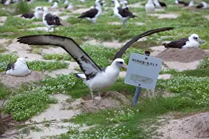 Outstretched: Laysan Albatross - with outstretched wings