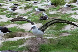 Outstretched: Laysan Albatross - with outstretched wings