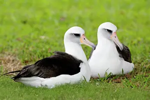 Procellariiformes: Laysan Albatross pair