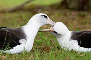 Mutual: Laysan Albatross pair