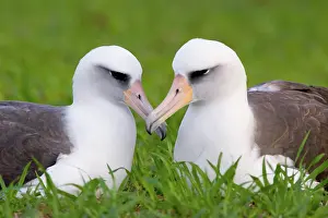 Procellariiformes: Laysan Albatross pair