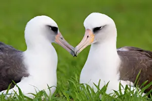 Procellariiformes: Laysan Albatross pair