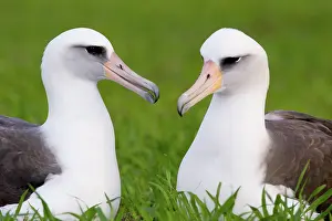 Procellariiformes: Laysan Albatross pair