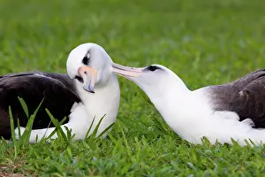 Procellariiformes: Laysan Albatross pair