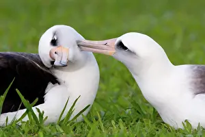 Procellariiformes: Laysan Albatross pair