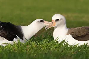 Procellariiformes: Laysan Albatross pair