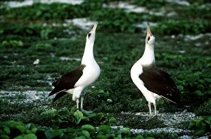 Albatross: LAYSAN ALBATROSS - pair courting