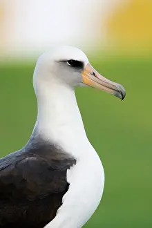 Procellariiformes: Laysan Albatross (Phoebastria immutabilis)