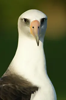 Procellariiformes: Laysan Albatross (Phoebastria immutabilis)