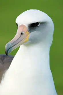 Procellariiformes: Laysan Albatross (Phoebastria immutabilis)