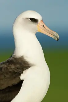 Procellariiformes: Laysan Albatross (Phoebastria immutabilis)