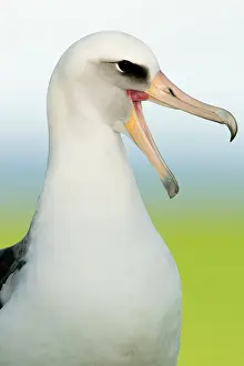Procellariiformes: Laysan Albatross (Phoebastria immutabilis)