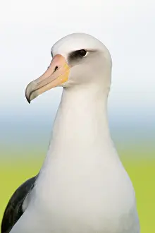 Procellariiformes: Laysan Albatross (Phoebastria immutabilis)