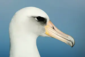 Procellariiformes: Laysan Albatross (Phoebastria immutabilis)