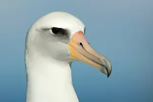 Procellariiformes: Laysan Albatross (Phoebastria immutabilis)