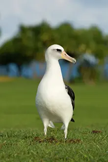 Procellariiformes: Laysan Albatross (Phoebastria immutabilis)
