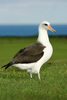 Procellariiformes: Laysan Albatross (Phoebastria immutabilis)