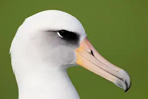 Procellariiformes: Laysan Albatross (Phoebastria immutabilis)