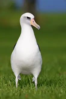 Procellariiformes: Laysan Albatross (Phoebastria immutabilis)