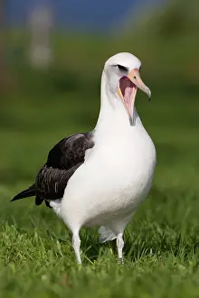 Procellariiformes: Laysan Albatross (Phoebastria immutabilis)