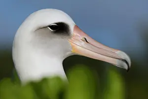 Midway: Laysan Albatross (Phoebastria immutabilis) portrait