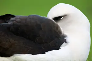 Procellariiformes: Laysan Albatross at rest