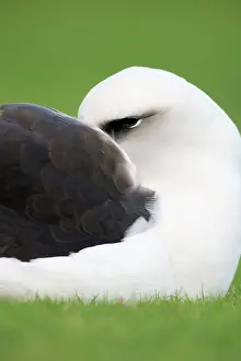 Procellariiformes: Laysan Albatross at rest