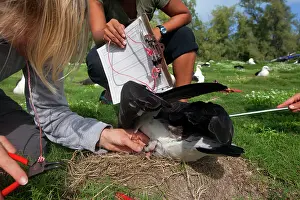 Laysan: Laysan Albatross - being ringed