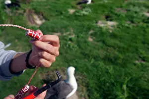 Laysan: Laysan Albatross - being ringed