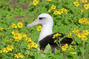 Immutabilis: Laysan Albatross - surrounded by Golden Crown-beard