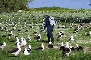 Laysan: Laysan Albatross - surrounded by Golden Crown-beard