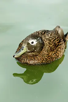 Laysan: Laysan Duck