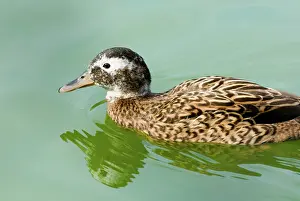 Laysan: Laysan Duck