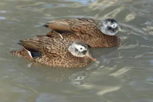 Laysan: Laysan Ducks