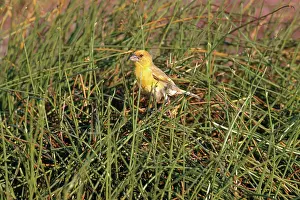 Hawaiian: Laysan Finch