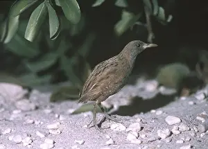 Extinct: LAYSAN RAIL - extinct species