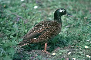 Teal: Laysan Teal Drake
