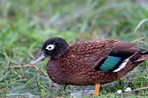 Laysan: Laysan Teal / Duck