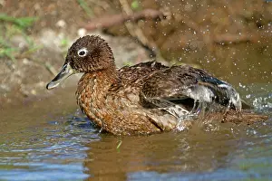 Laysan: Laysan Teal / Duck