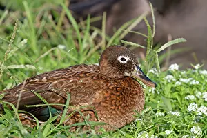 Laysan: Laysan Teal / Duck