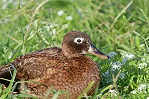 Laysan: Laysan Teal / Duck
