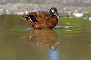 Laysan: Laysan Teal / Duck