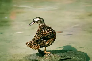 Teals: Laysan Teal Duck - female