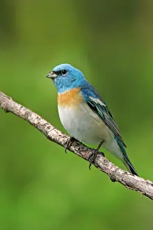 Amoena: Lazuli Bunting