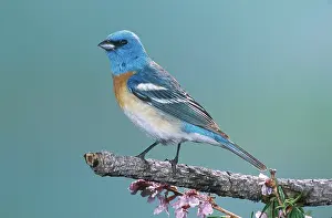 Amoena: Lazuli Bunting