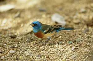Passerina: Lazuli Bunting