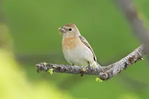 Amoena: Lazuli Bunting, Adult female