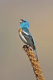 Amoena: Lazuli Bunting, Adult male