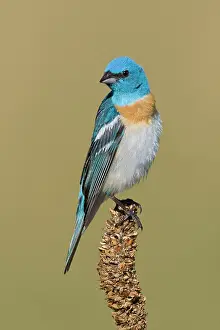 Amoena: Lazuli Bunting, Adult male